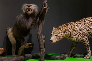Stuffed python, leopard and baboon monkey primate in natural his, an Animal Photo by Bepslabor