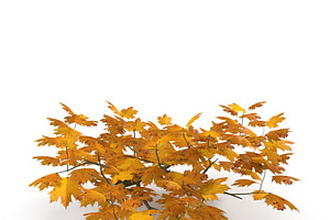 Maple Branch Yellow V3