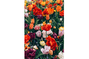 Flower gardens in the Netherlands