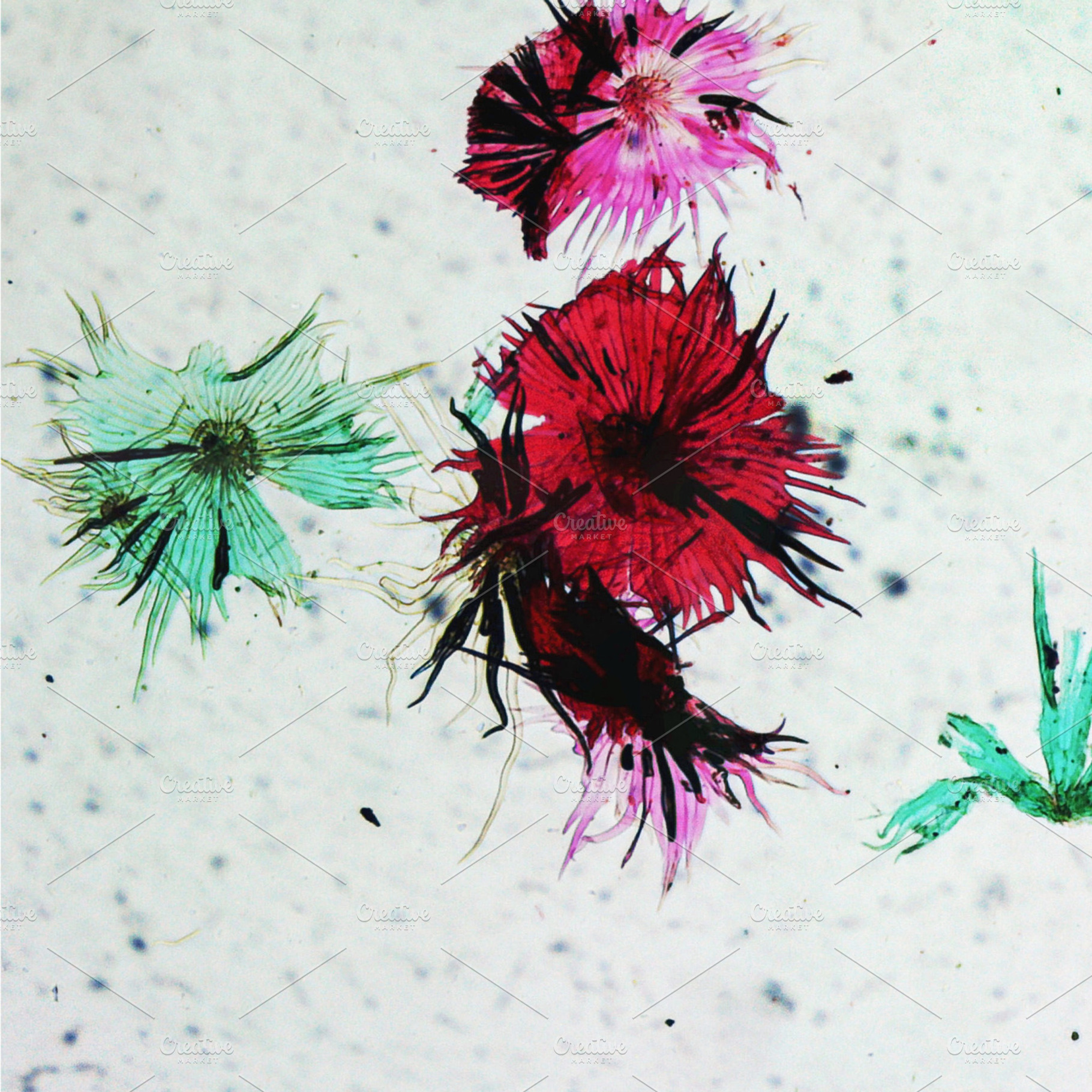 Microscope image of apple fruit containing micrograph, microscope, and cell