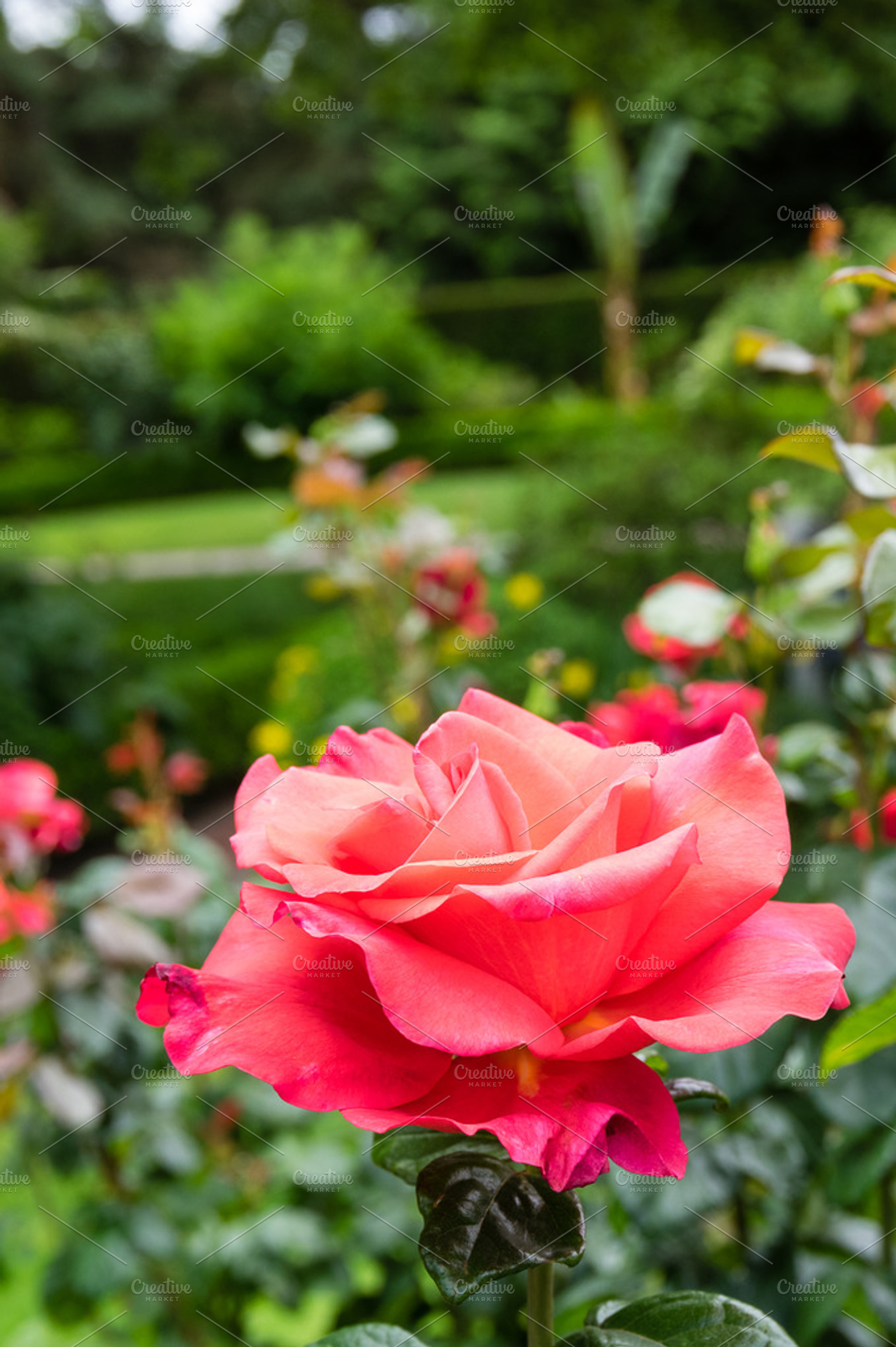 Pink Rose Flower In A Large Garden Containing Rose Flower And Bloom