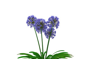 Agapanthus Africanus Flower