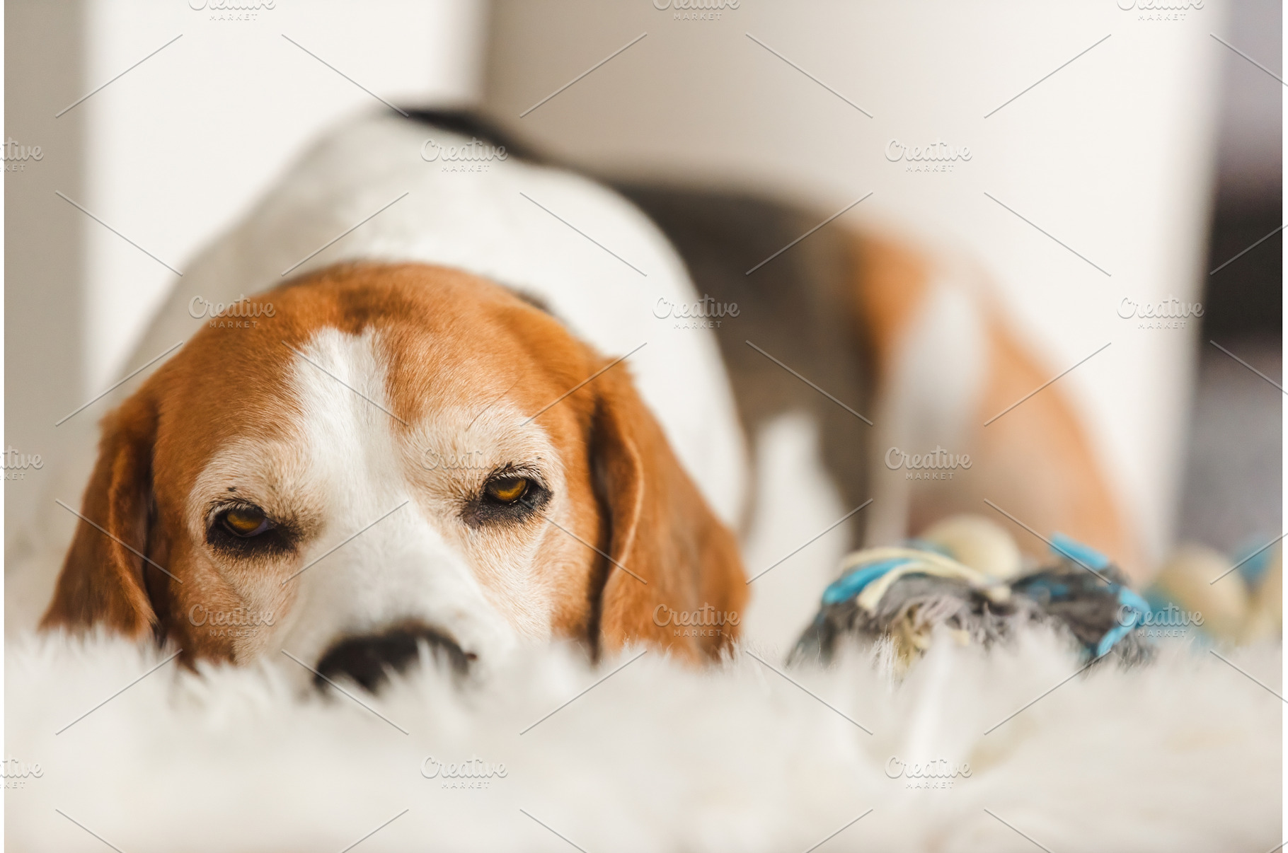 Dog day dreaming. Close-up view of, an Animal Photo by MadPhotos