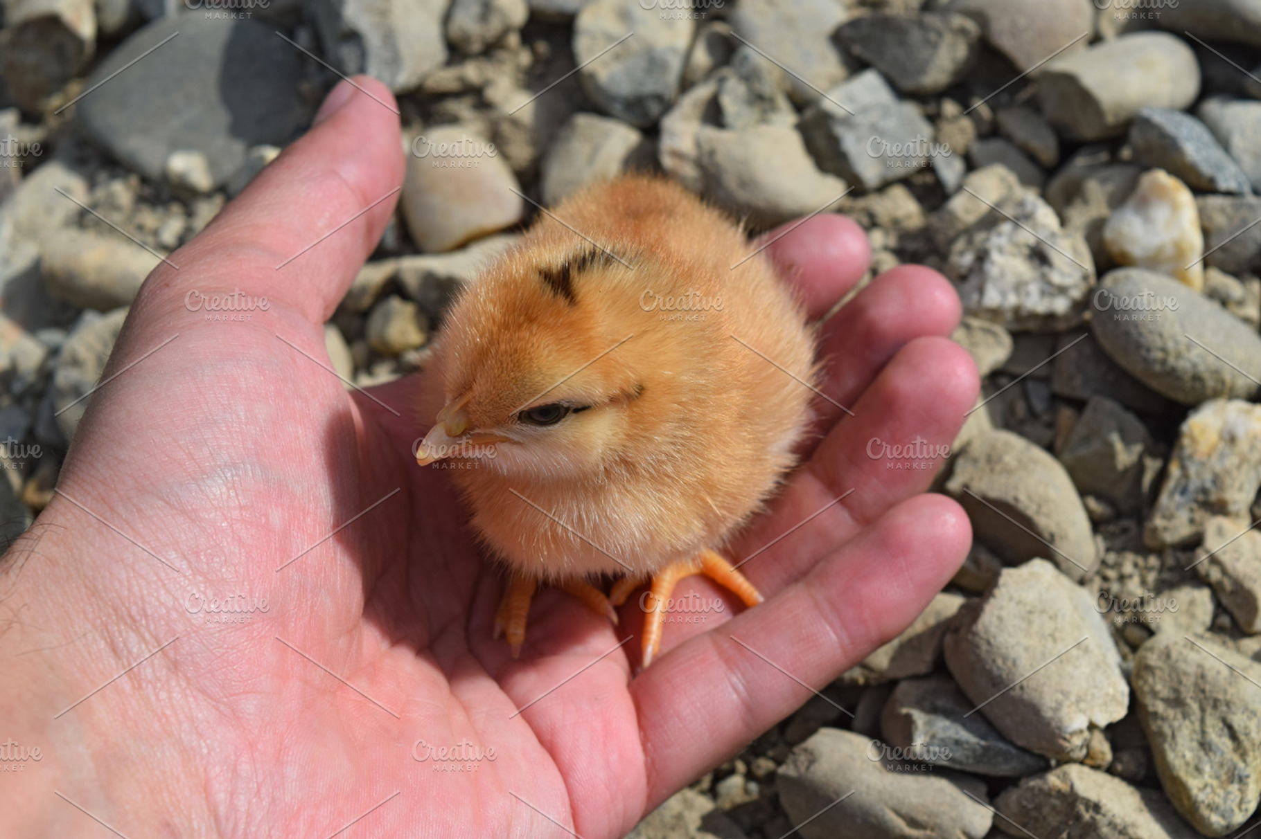 Chicken in a palm containing chicken, poultry, and sick, an Animal Photo by ELEONIMAGES