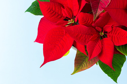 Christmas Poinsettia, a Nature Photo by Pandateam