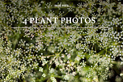 14 Wedding Season Decoration Photos, a Social Media Template by Schreibikus (Thumbnail 5 of 7)