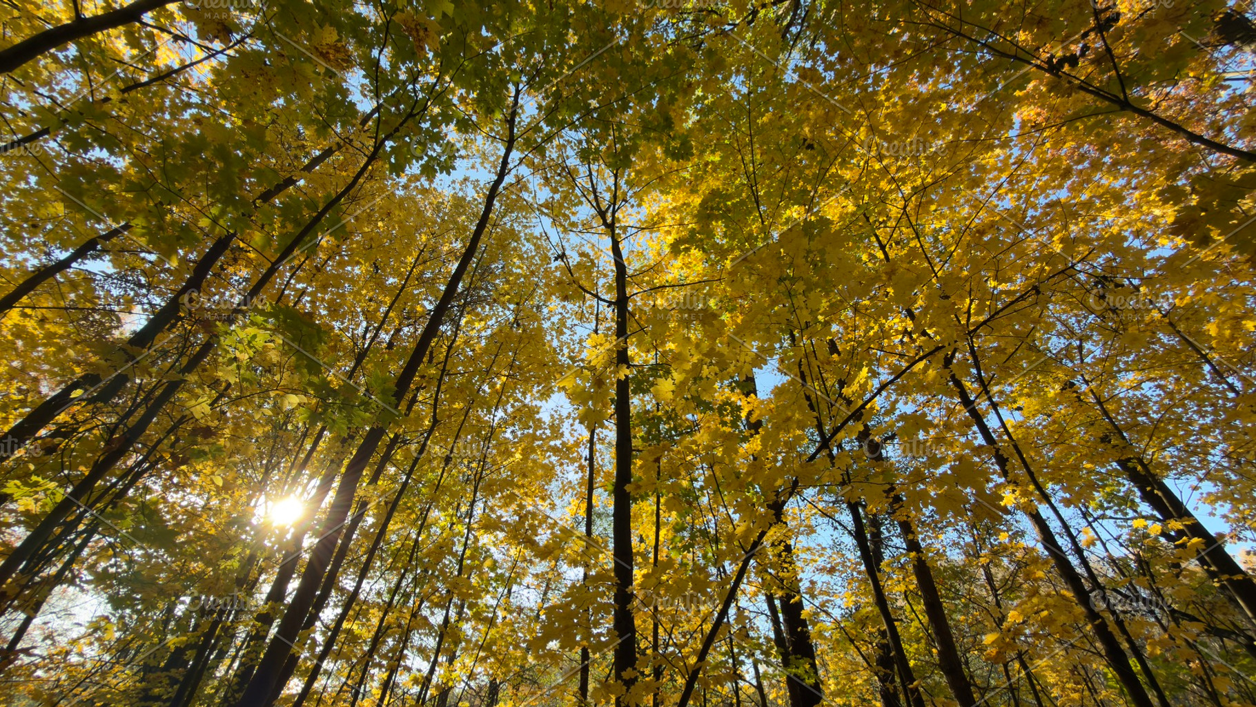 A vibrant autumn forest with golden leaves and sunlight filtering through the t, a Nature Photo by Textures & Backgrounds