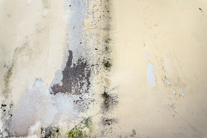 Mold and humidity on the wall, a Wallpaper Photo by KYNA STUDIO