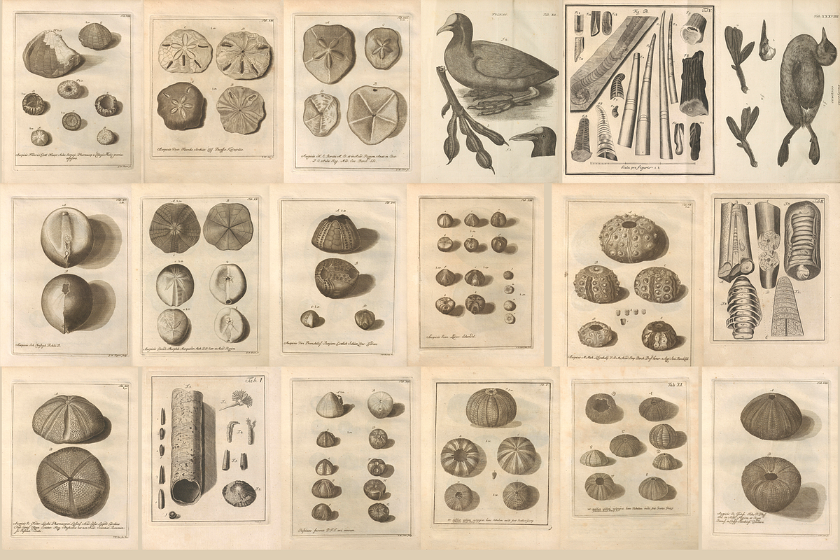 80+ Jacob Klein, Bird Genealogy, an Animal Illustration by Digital Museum (Photo 9 of 10)