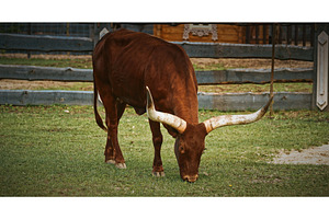 Brown Watussi Cow Grazing with Long, an Animal Photo by Our Amazing World