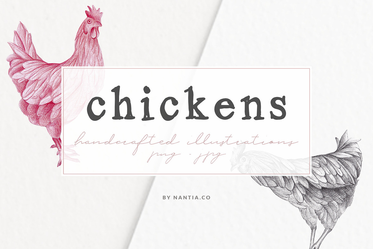 Hand drawn Chicken Illustrations, an Animal Illustration by Greek fonts by nantia.co (Photo 1 of 6)