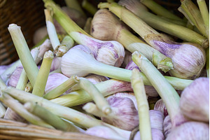 Fresh garlic harvested from the farm, a Food & Drink Photo by darksoul72