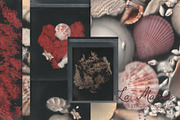 La Maree — Coastal Ephemera, a Background Graphic by nadispasibenko (Thumbnail 6 of 9)