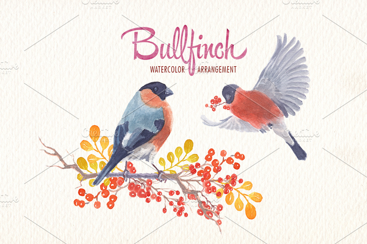 Watercolor bullfinch bird clipart, an Illustration by Art & Things (Photo 4 of 5)