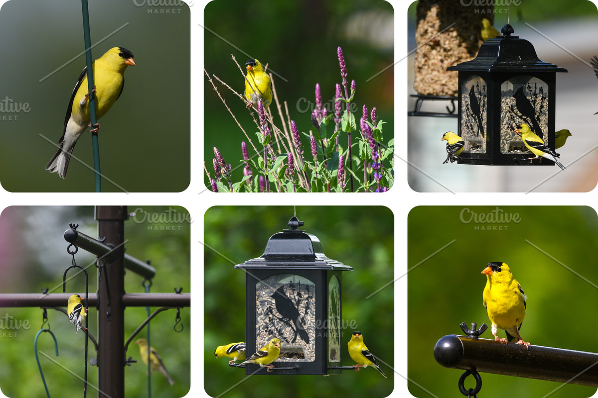 6 Image Bundle: Gold Finches, a Nature Photo by Happiestscone Photography (Photo 2 of 2)