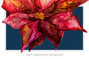 Poinsettia Watercolor Flowers, a Seasonal Illustration by Studio Meraki (Thumbnail 2 of 4)