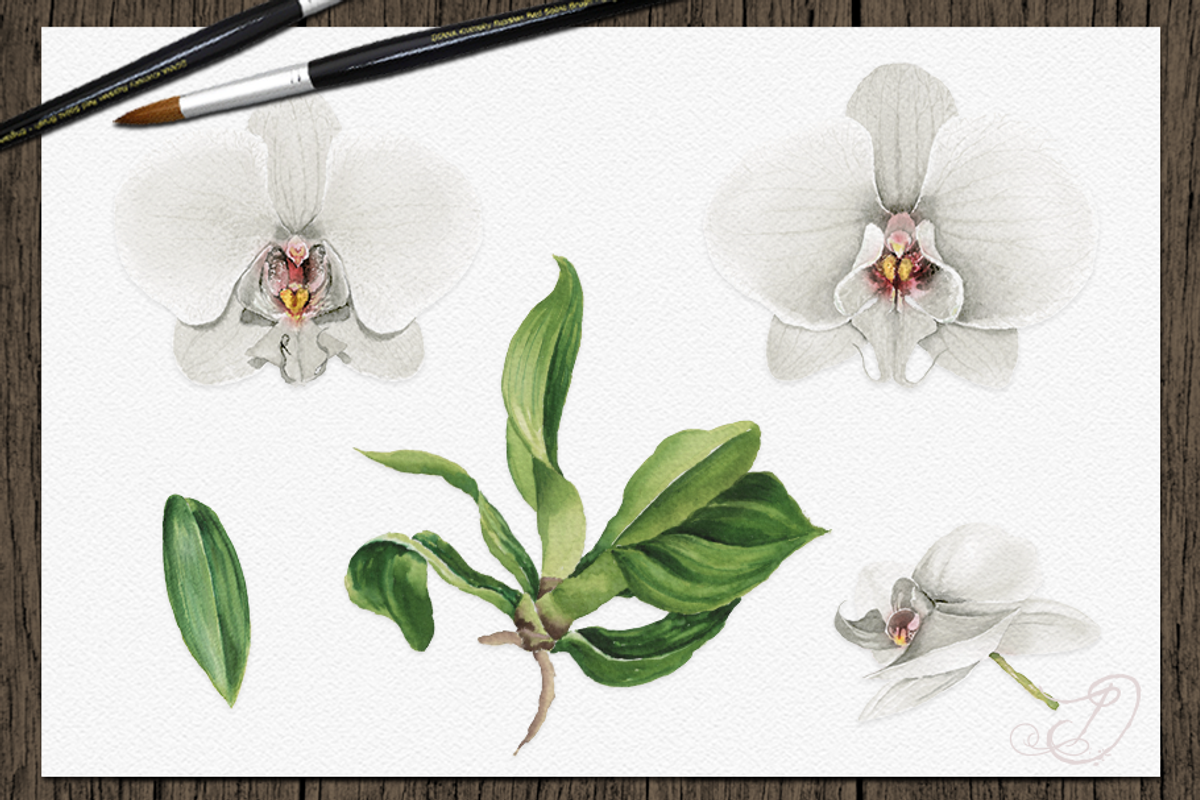 Orchid Watercolor Clip Art, a Decorative Illustration by DioFlow (Photo 3 of 5)