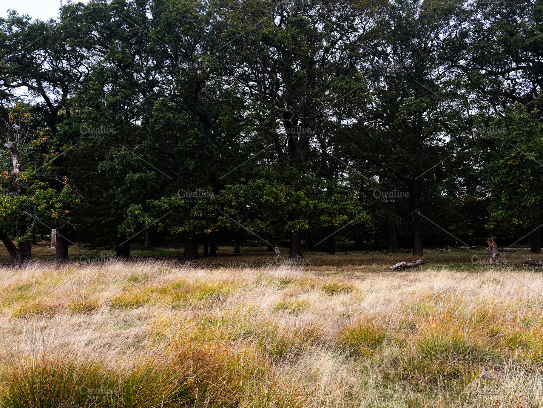 Tranquil meadow and shady trees in a London park; golden grass under a dense ca, a Nature Photo by AS photostudio