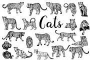 Leopards, an Animal Illustration by Ecaterina Sciuchina (Thumbnail 1 of 5)