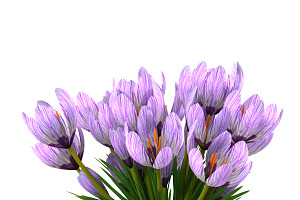 Crocus Violet