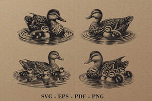 Swimming Duck