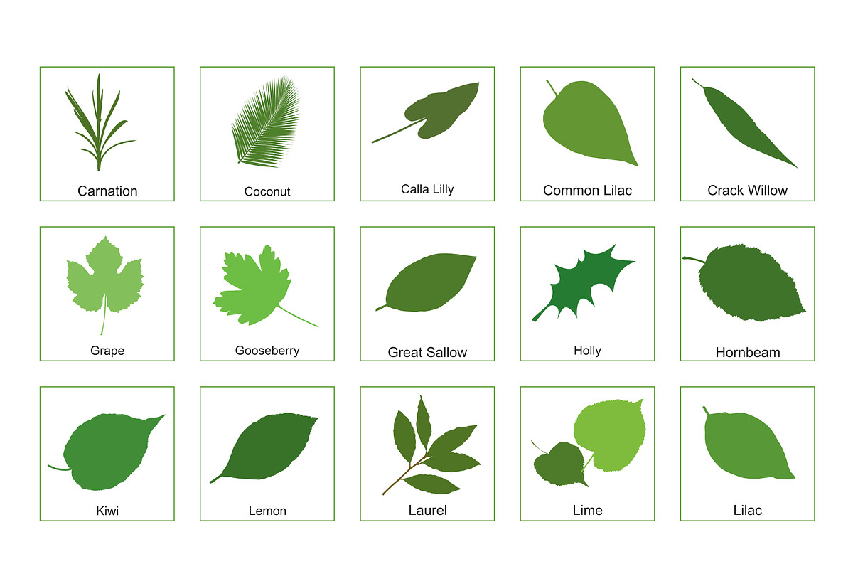 81 Leaves with their names, an Illustration by Nick Novell (Photo 5 of 6)