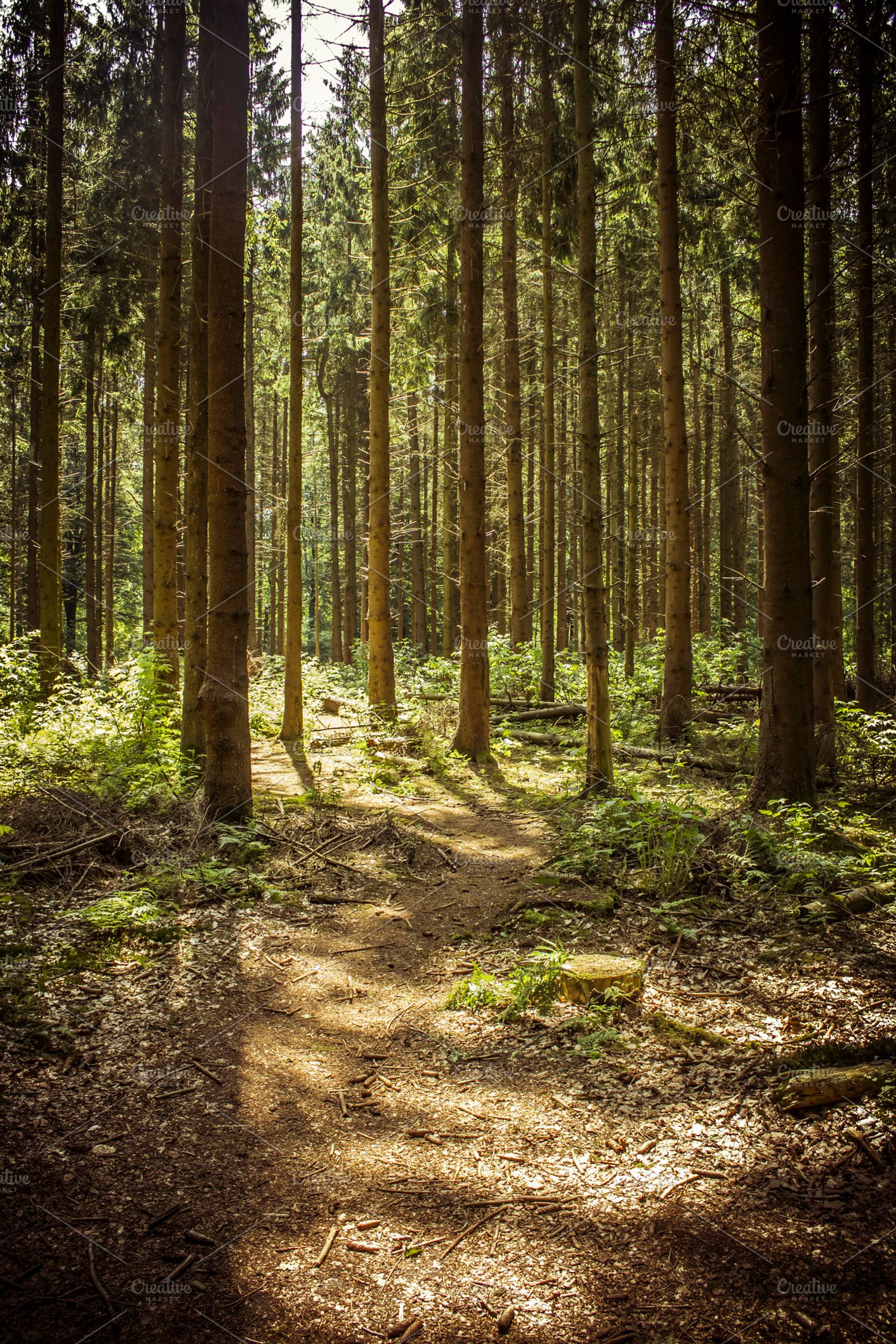 Deep Woods Ii Stock Photo Containing Forest And Woods