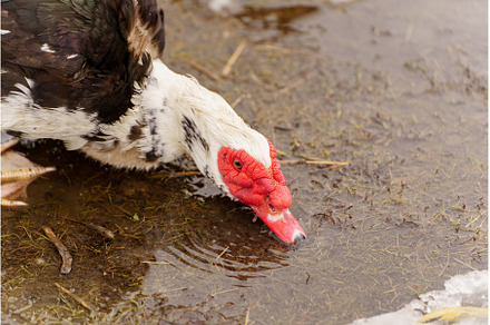 Muscovy duck drinking water from a, a Nature Photo by darksoul72