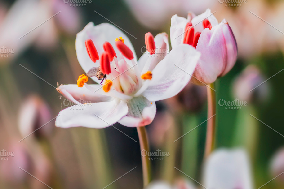 Macro pink and white flowers, a Nature Photo by Stasia.photo (Photo 2 of 2)