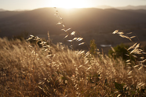 Grass in Australian Sunset