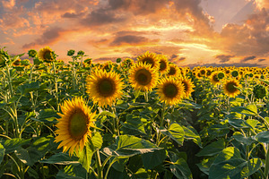 Landscape with sunflowers field
