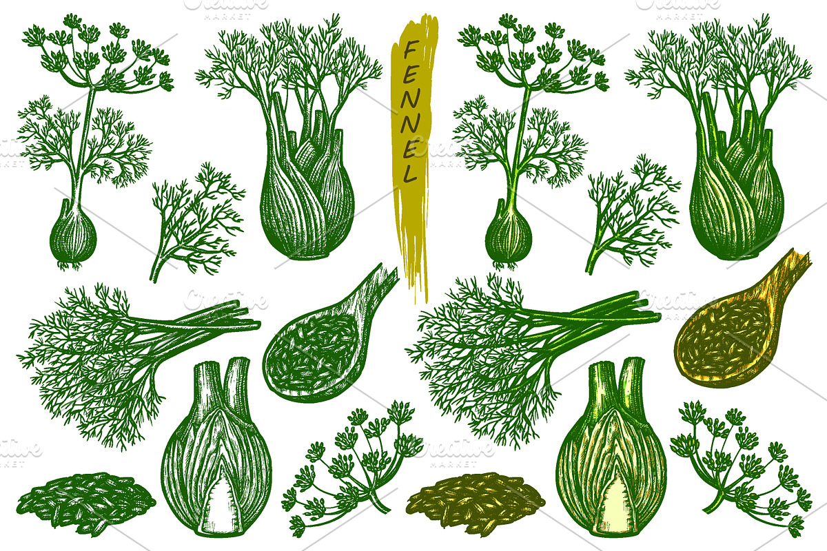 Fennel sketch, spice seasoning set, a Food Illustration by GenziWorkshop (Photo 1 of 3)