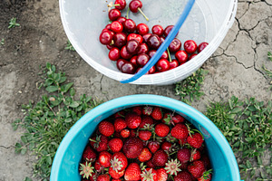 Top view of cherries and strawberries in plastic buckets during harvesting, a Photo by AS photostudio