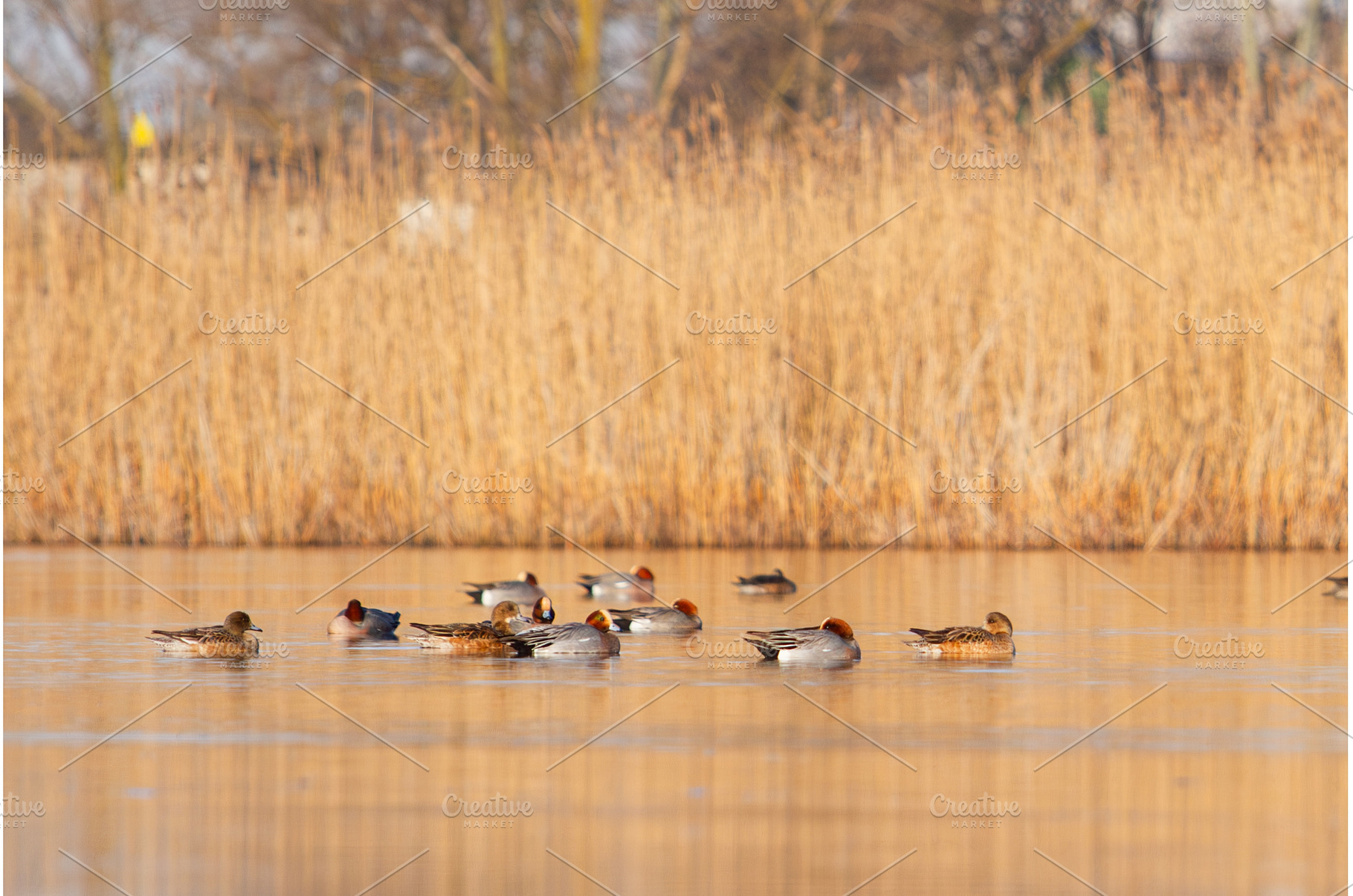 Flock of Eurasian Wigeon Ducks, an Animal Photo by Pakosta