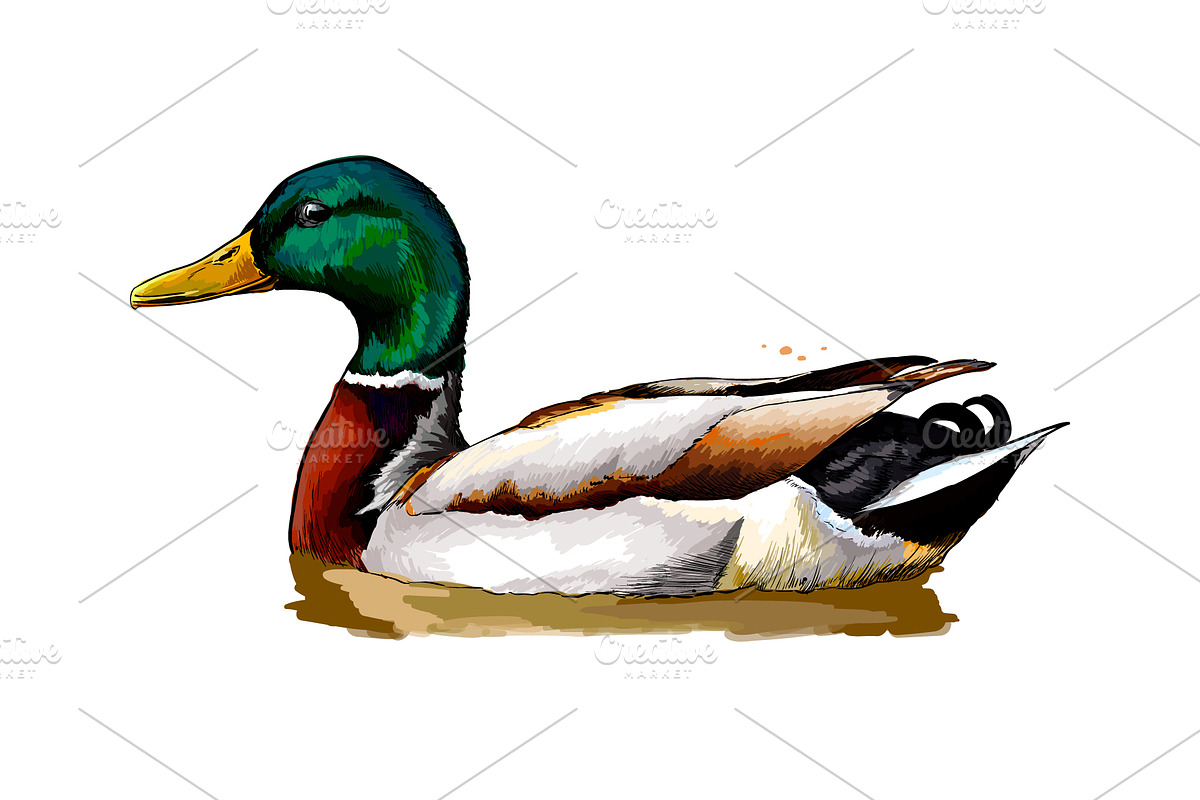 Duck from a splash of watercolor, an Animal Illustration by 3D Tai