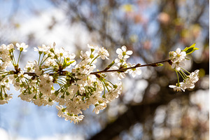 Blooming White Cherry Tree Branches, a Nature Photo by BeOGraphic