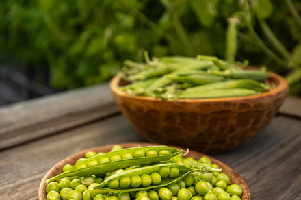 Bowl full of fresh green peas