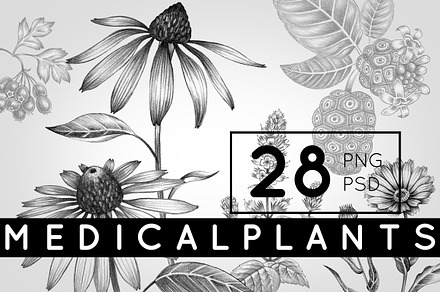 Set of medical plants.