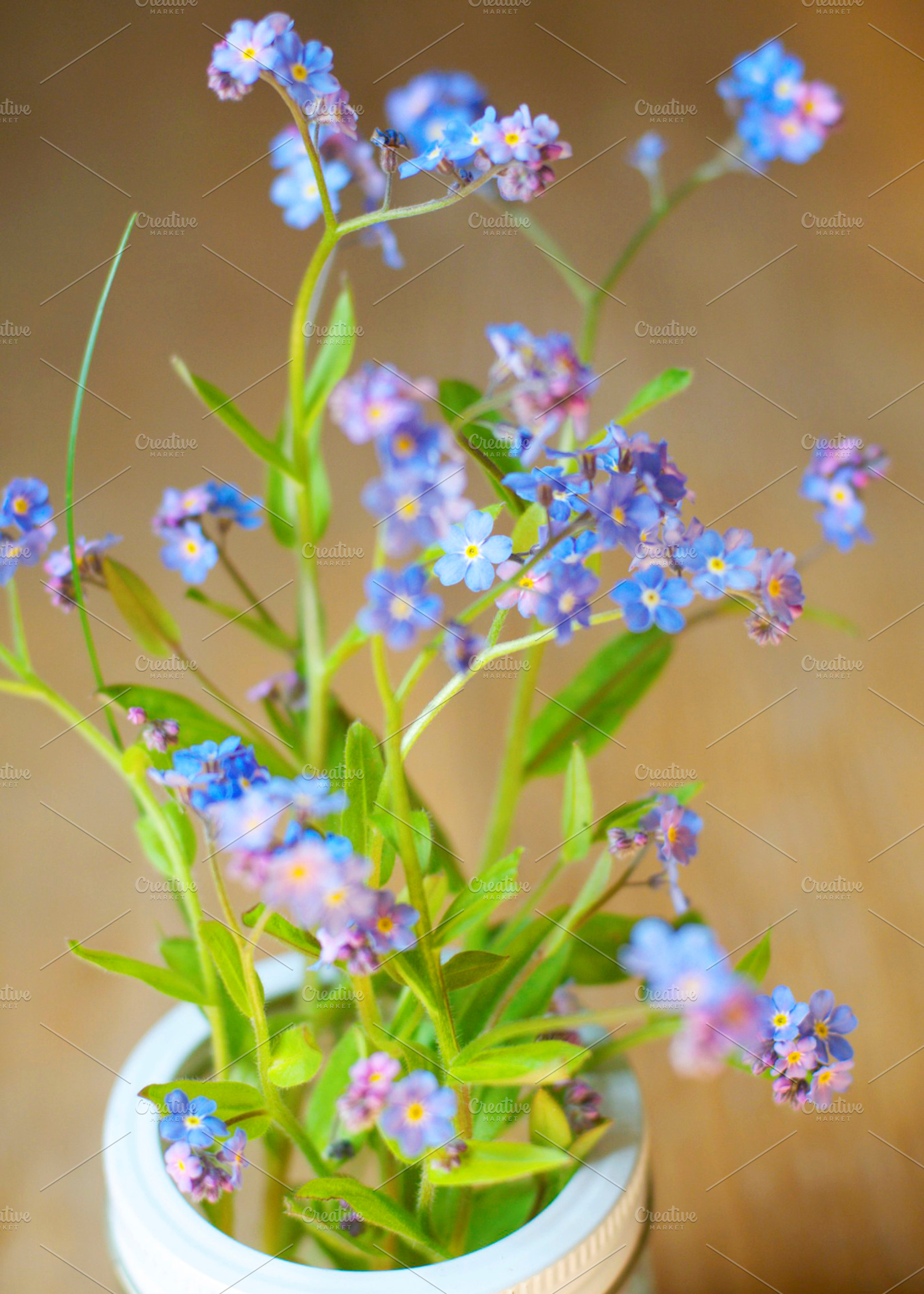Alaskas State Flower Stock Photo