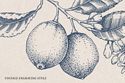 Citrus Fruit Vector Illustration Set, a Food Illustration by Yevheniia (Thumbnail 5 of 11)