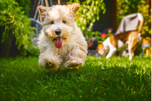 Adorable Maltipoo Puppy Running, an Animal Photo by MadPhotos