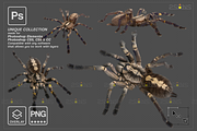 Spider Photoshop overlays, an Object Graphic by 2SUNS (Thumbnail 2 of 9)