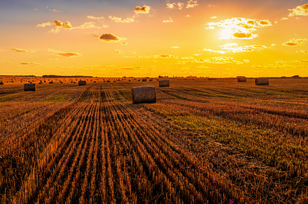 A field with haystacks at sunset., a Nature Photo by Eugene_Photo