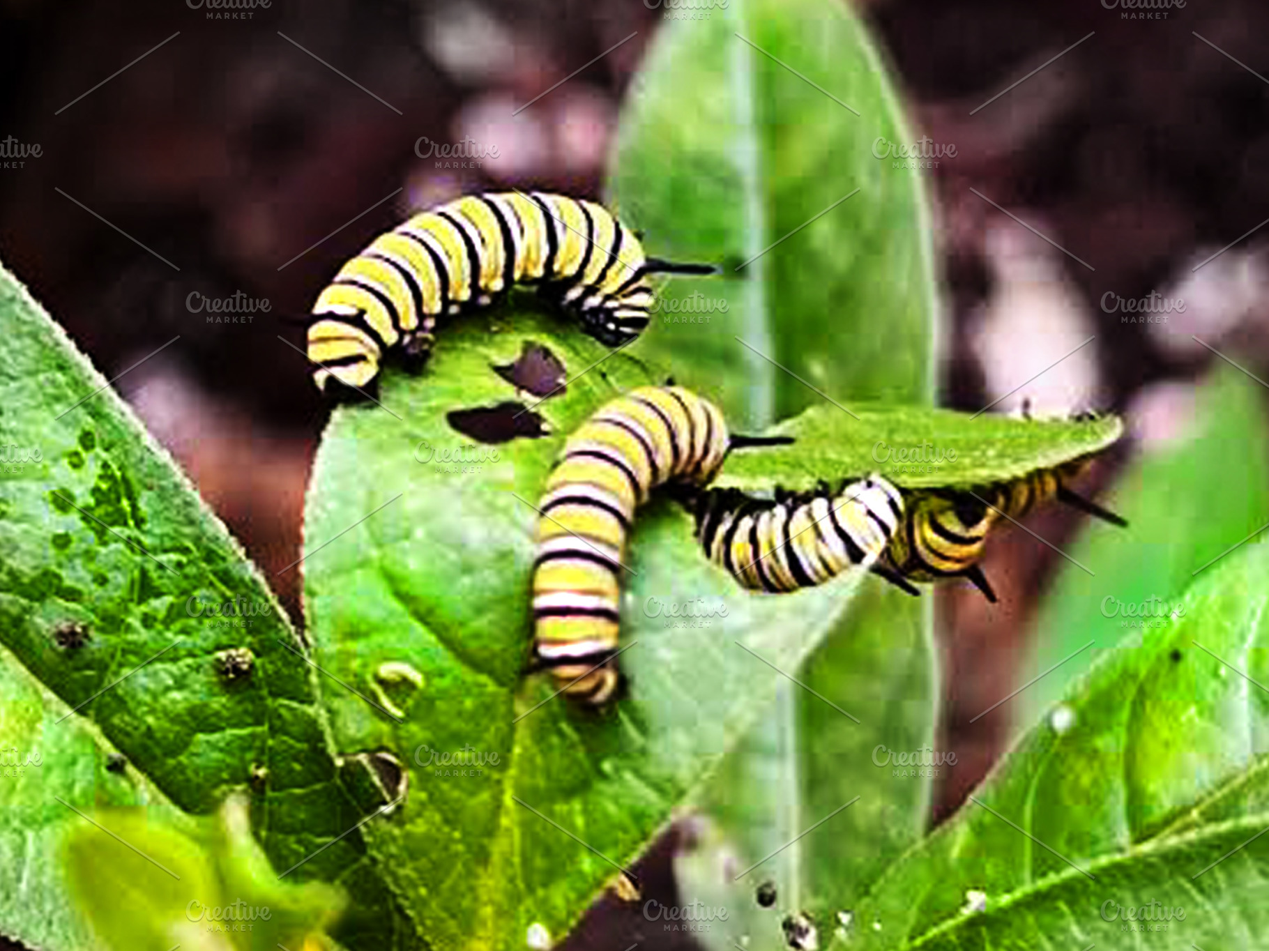 Caterpillar Save the Monarchs Photo, a Photo by Sharon Schwalbe