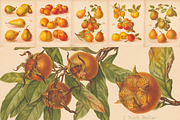 Rare! The Herefordshire Pomona, a Food Illustration by Digital Museum (Thumbnail 8 of 10)