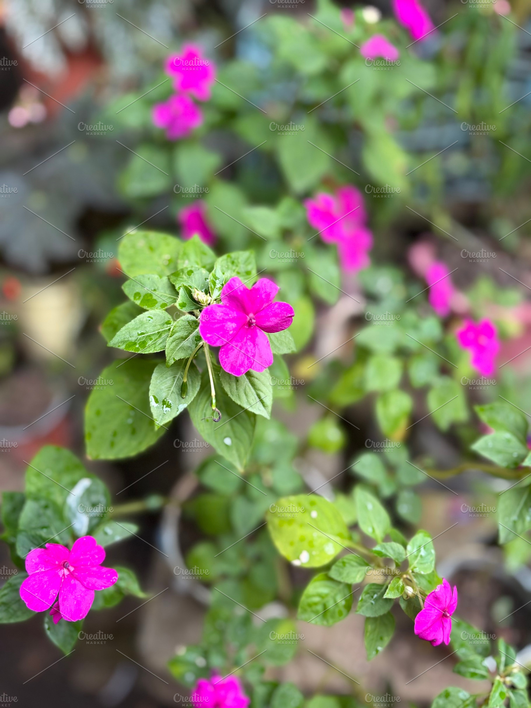 Pink Flower, a Nature Photo by Color FFF