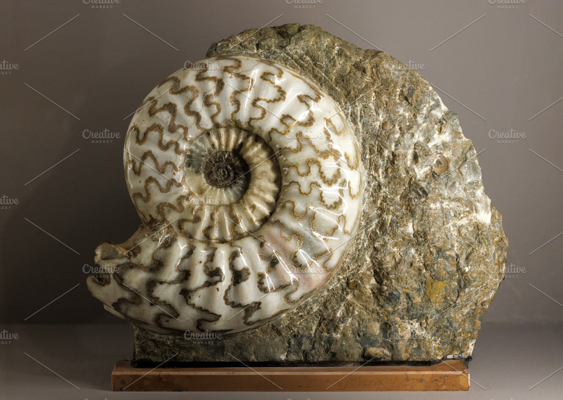 Silicified ammonite with sutures, a School & Education Photo by Bepslabor