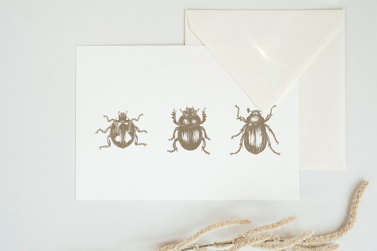 ENTOMOLOGY. Insects Vintage Pack., a Decorative Illustration by Chewie Co (Photo 10 of 11)