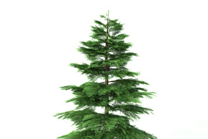 Fir Tree - Animation Of Growth