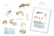 Watercolor Insects Life Cycle, an Education Illustration by MayaNavits (Thumbnail 16 of 18)